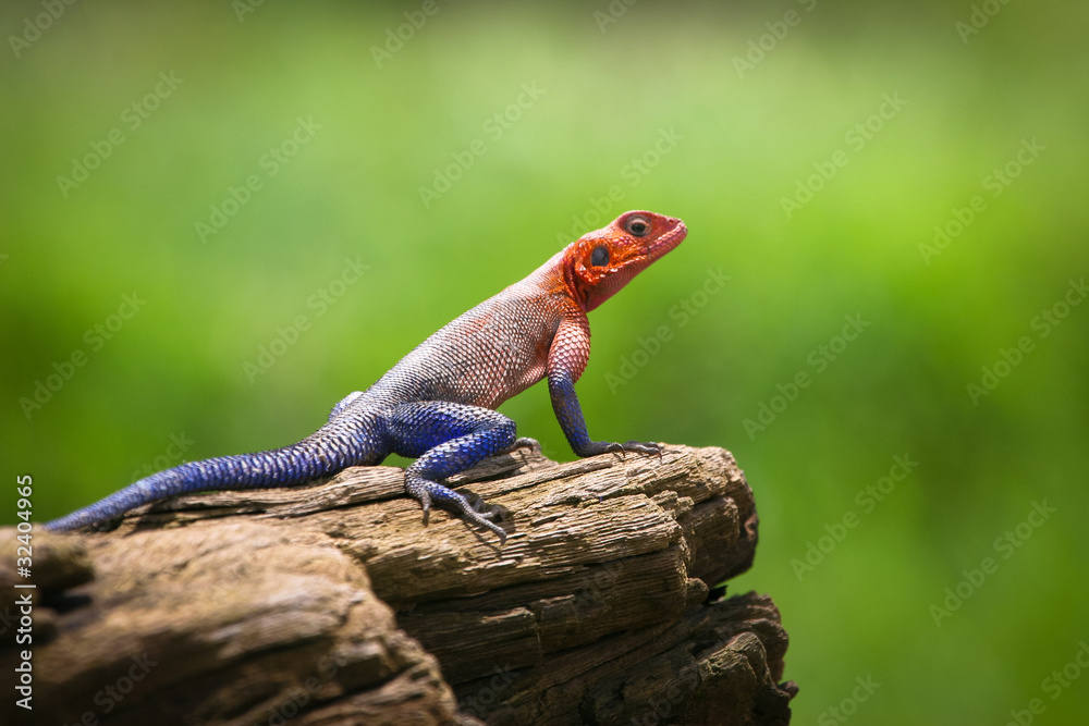 Colorful Agama , Masai Mara, Kenya