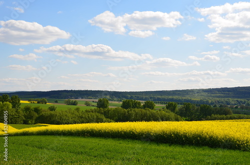 Rapsfeld und Landschaft