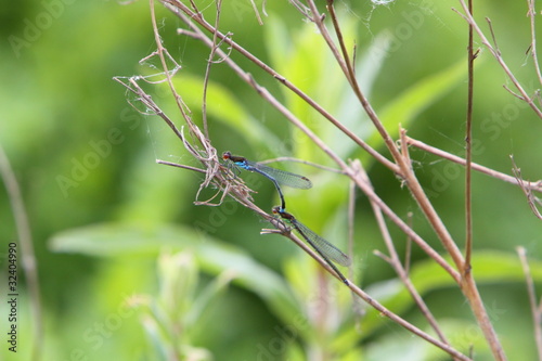 Common blue damsel fly
