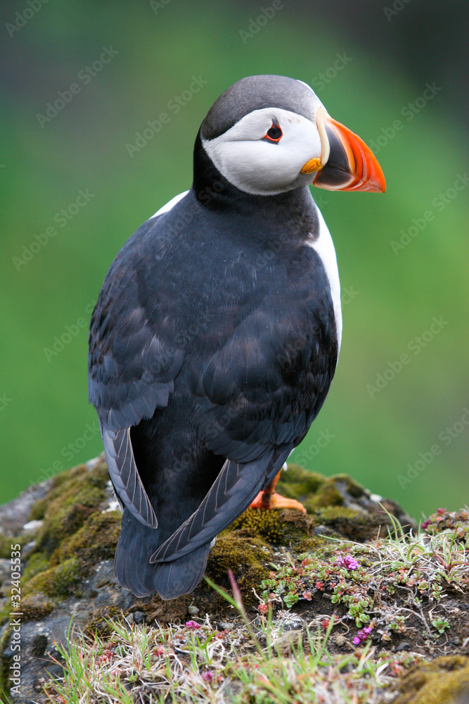Naklejka premium Puffin on the rock, Iceland