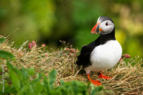 Puffin on the rock, Iceland photo