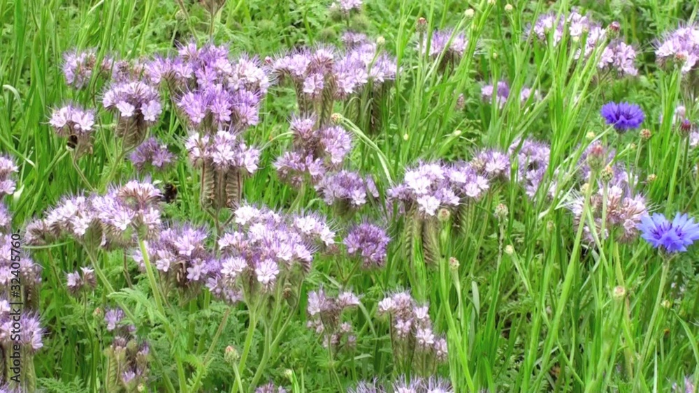 Phacélie (Phacelia tanacetifolium) et bourdons (Bombus) Phacélie (Phacelia tanacetifolium) et bourdons (Bombus)