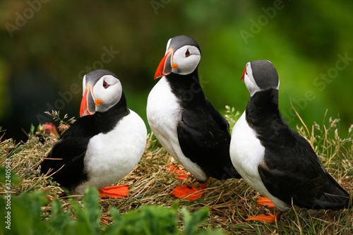 Canvas Print Puffin Family on the rock, Iceland