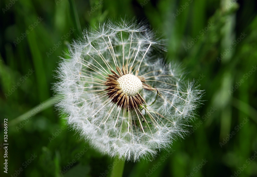 Close-up of dandelion seed on green background Close-up of dandelion seed on green background