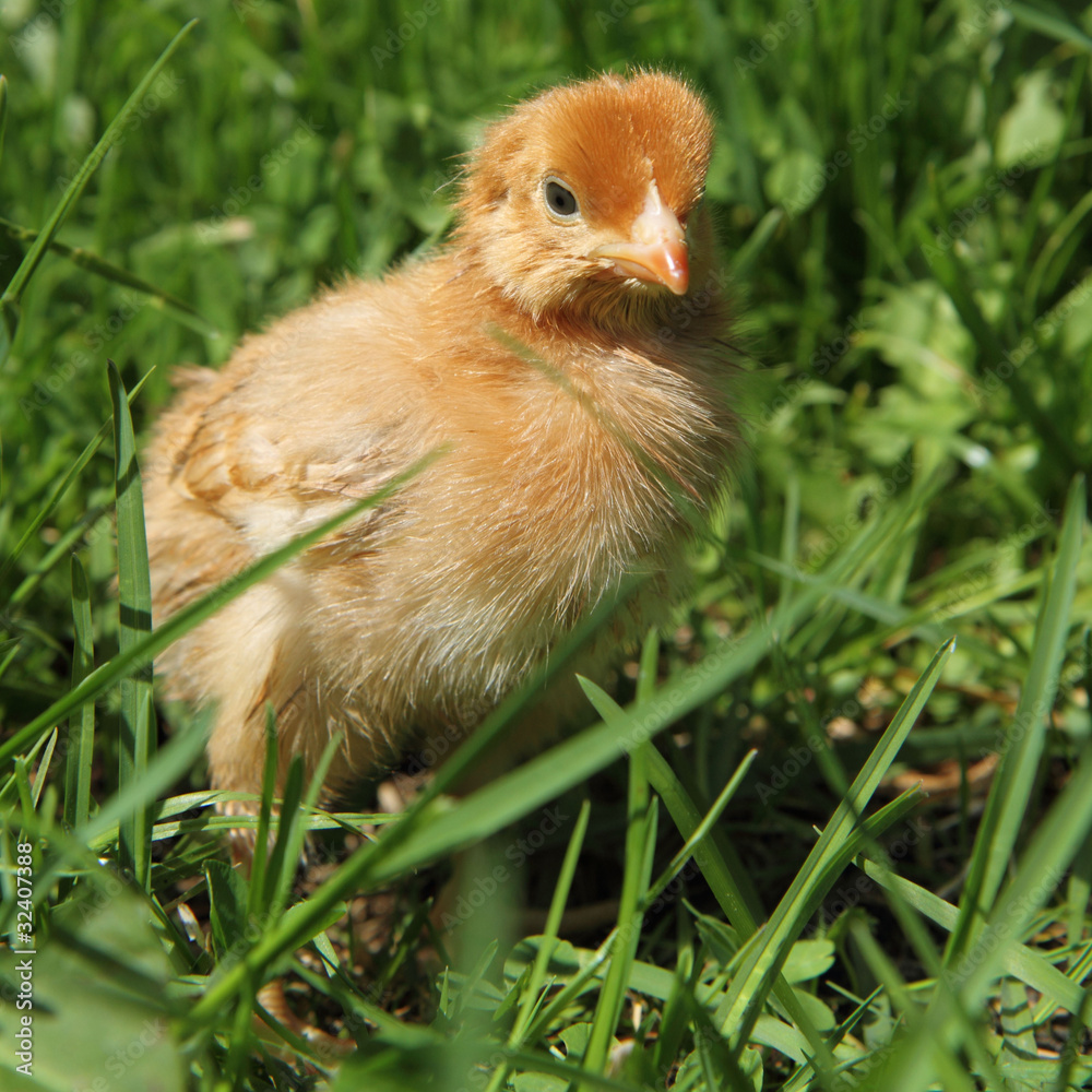 Obraz premium Brown baby chicken on grass