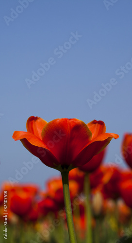 Tulips background