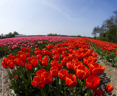 Tulips background