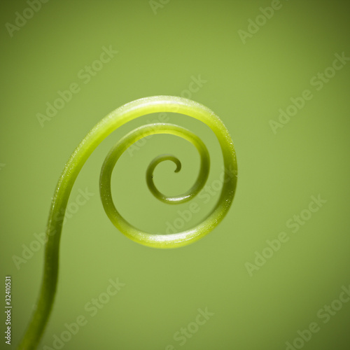 curly vine of plant