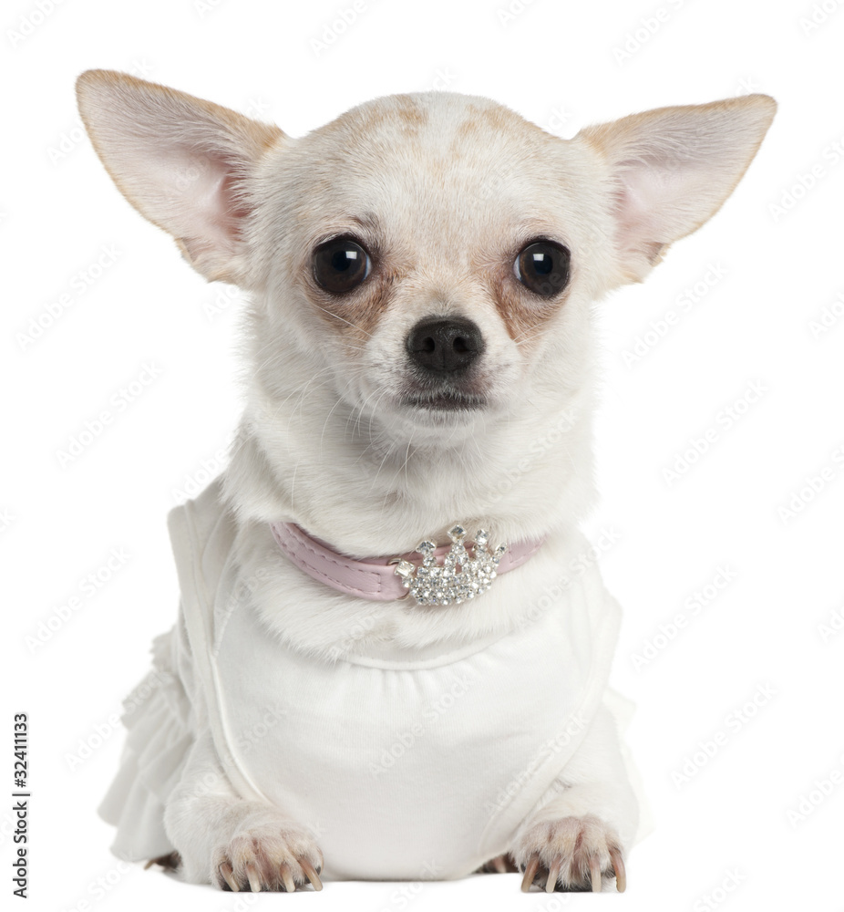 Chihuahua wearing tiara collar, 10 months old