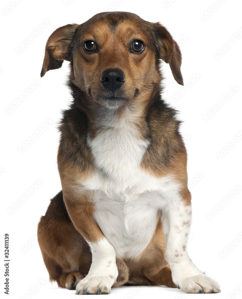 Jack Russell Terrier, 2 years old, sitting