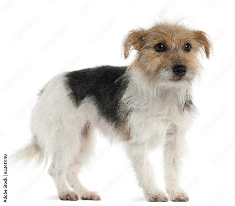 Jack Russell Terrier, 1 year old, standing