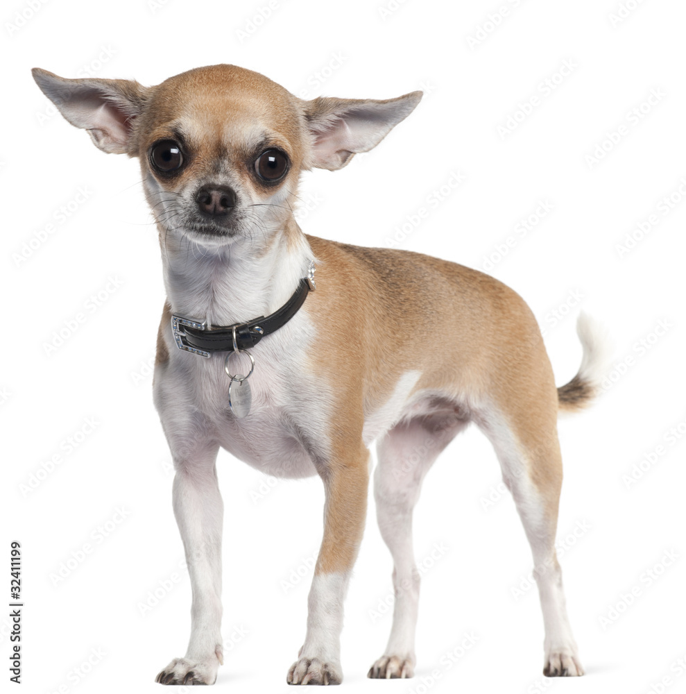 Chihuahua, 3 years old, standing in front of white background