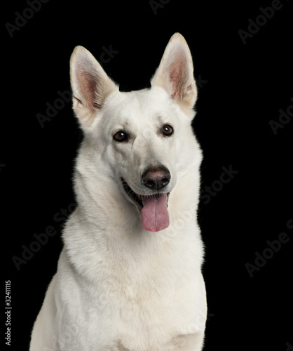 Close-up of White Swiss Shepherd dog © Eric Isselée