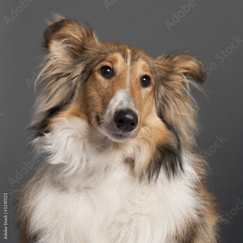 Close-up of Collie in front of grey background © Eric Isselée