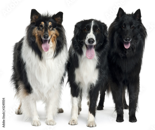 Collies standing in front of white background