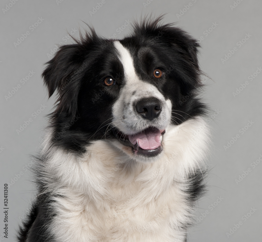 Close-up of Border Collie, 14 months old,