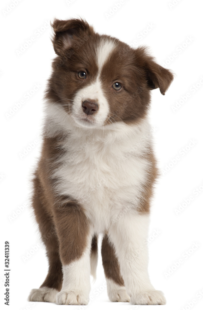Border Collie puppy, 8 weeks old, standing in front of white bac