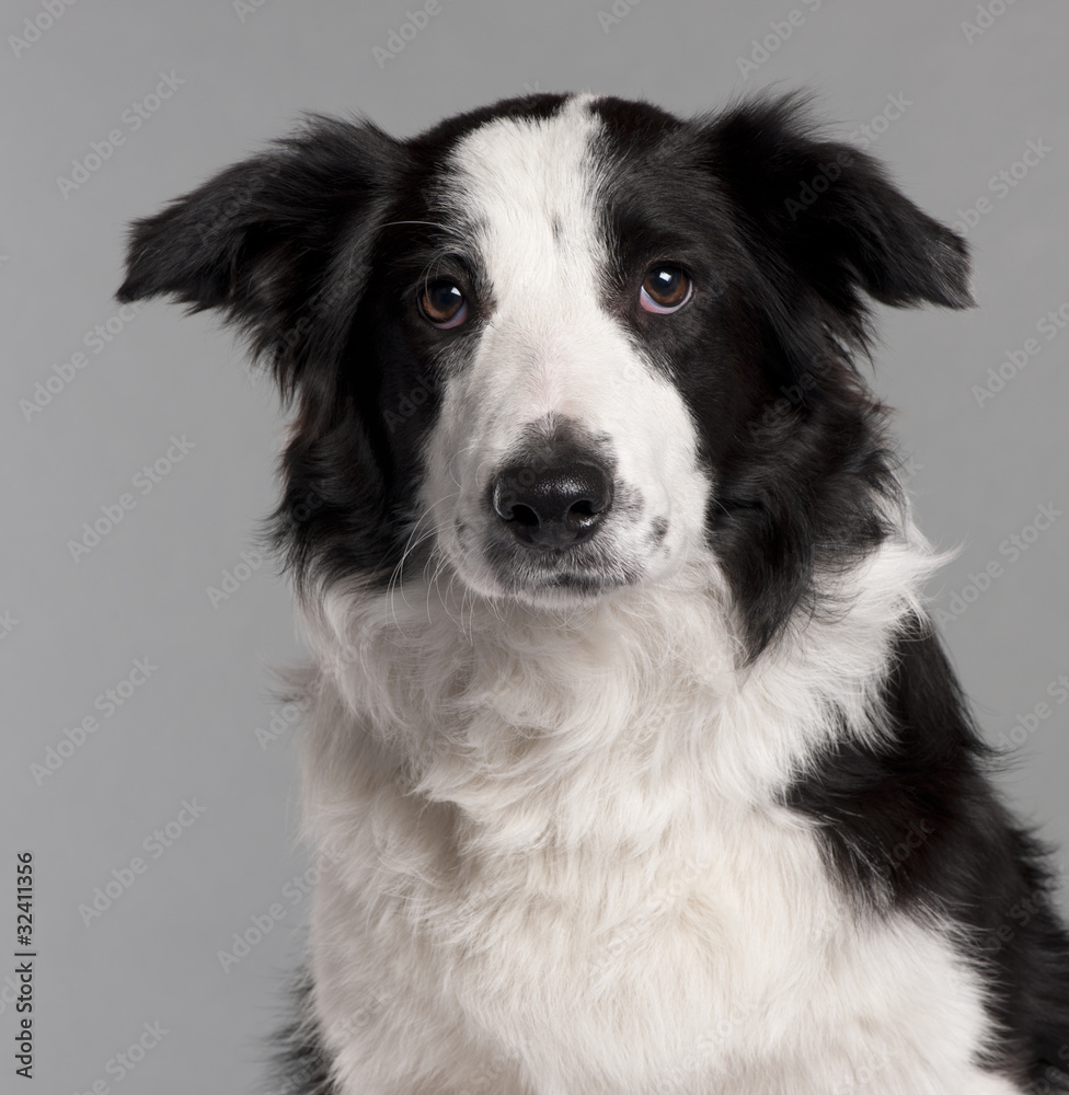 Close-up of Border Collie, 7 months old Close-up of Border Collie, 7 months old