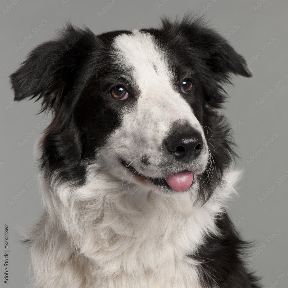 Close-up of Border Collie, 7 months old