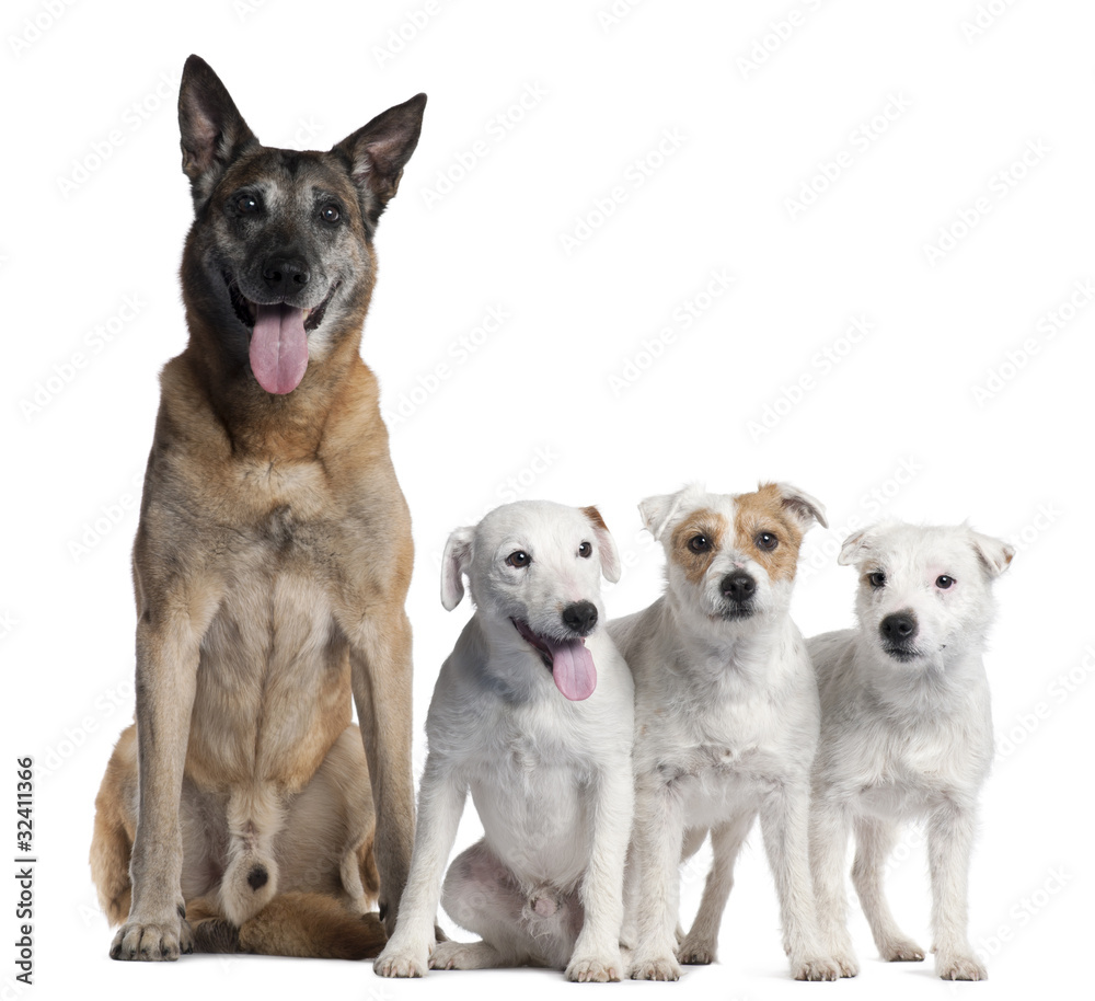 German Shepherd, 11 years old, and Parson Russell Terriers German Shepherd, 11 years old, and Parson Russell Terriers