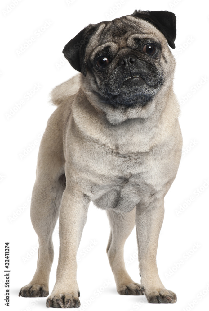 Pug, 2 and a half years old, standing