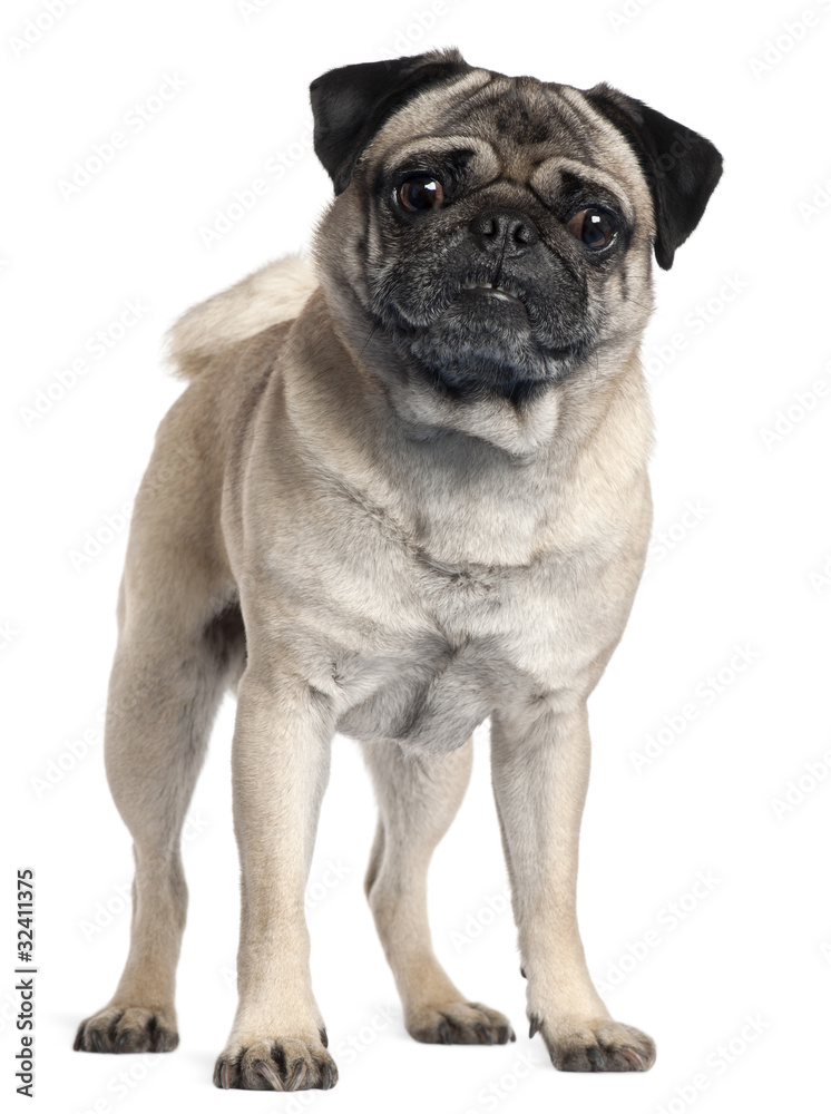 Pug, 2 and a half years old, standing