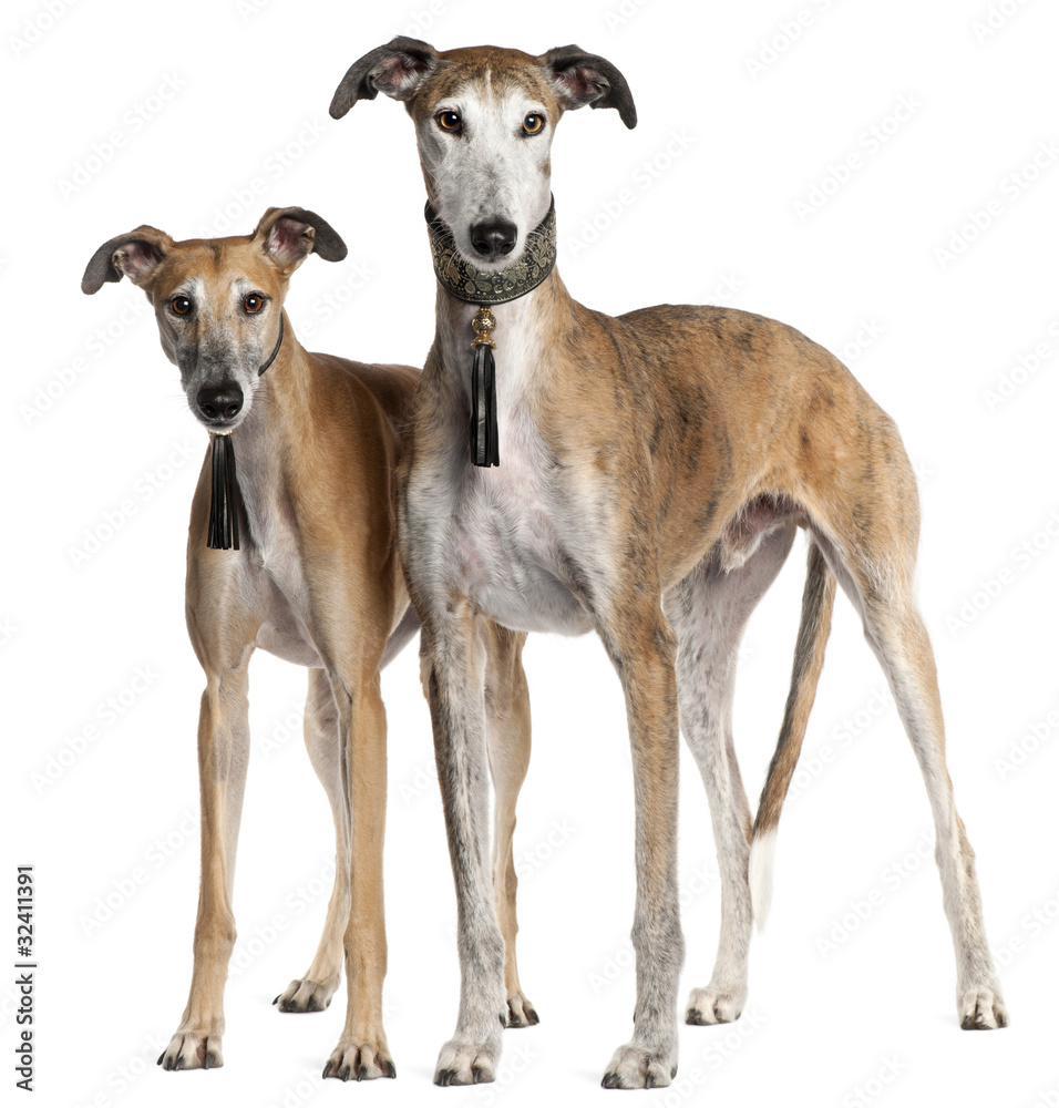 galgo espanol, 6 years old and 3 and a half years old, galgo espanol, 6 years old and 3 and a half years old,