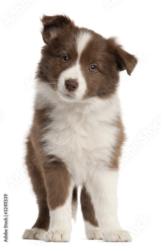 Border Collie puppy  8 weeks old  standing in front of white bac