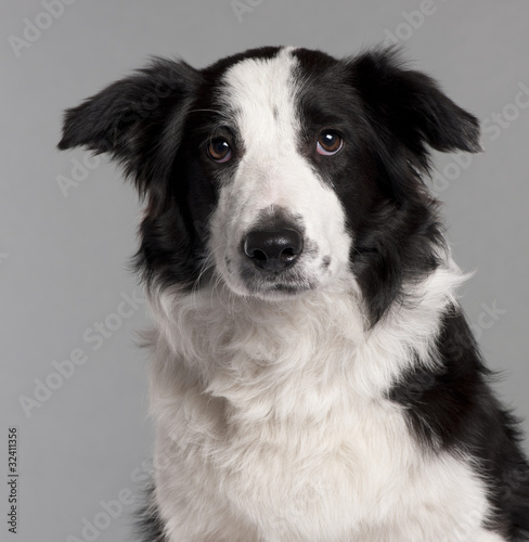 Close-up of Border Collie, 7 months old © Eric Isselée