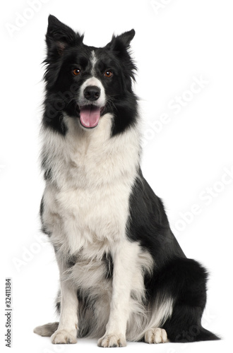 Border Collie, 4 years old, sitting