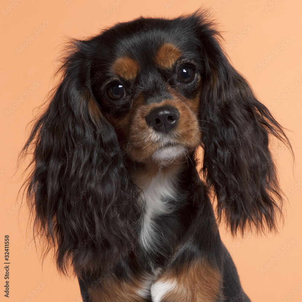Close-up of Cavalier King Charles Spaniel, 11 months old Close-up of Cavalier King Charles Spaniel, 11 months old