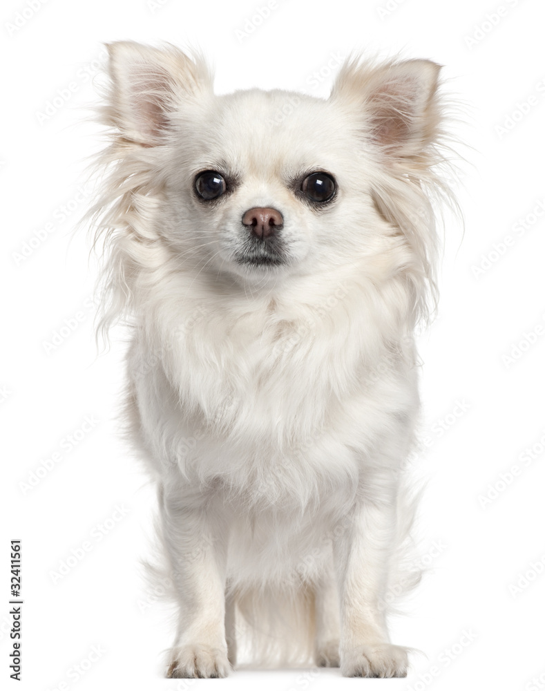 Obraz premium Chihuahua, 2 years old, sitting in front of white background