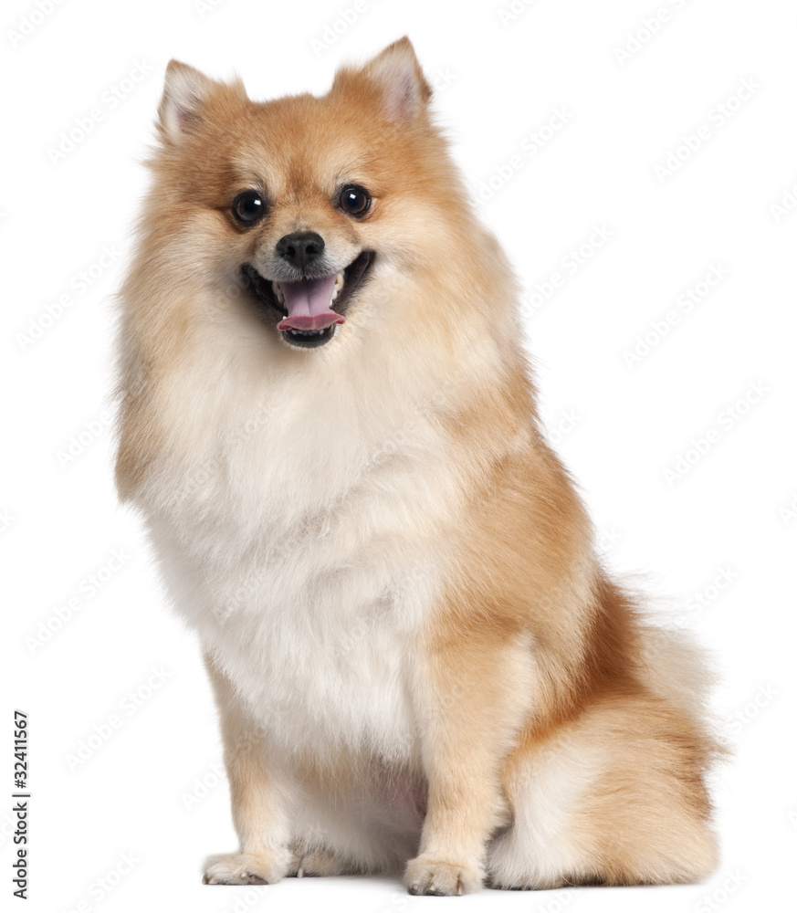 Spitz sitting in front of white background Spitz sitting in front of white background