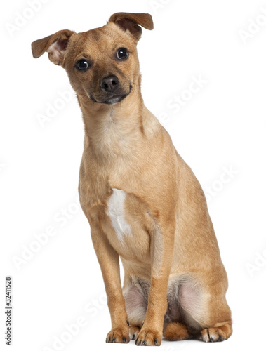 Mixed-breed dog, 7 months old, sitting