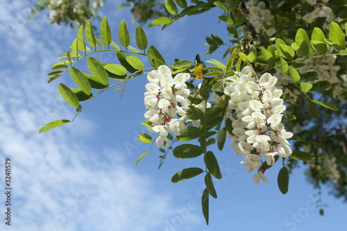 Robinia pseudoacacia