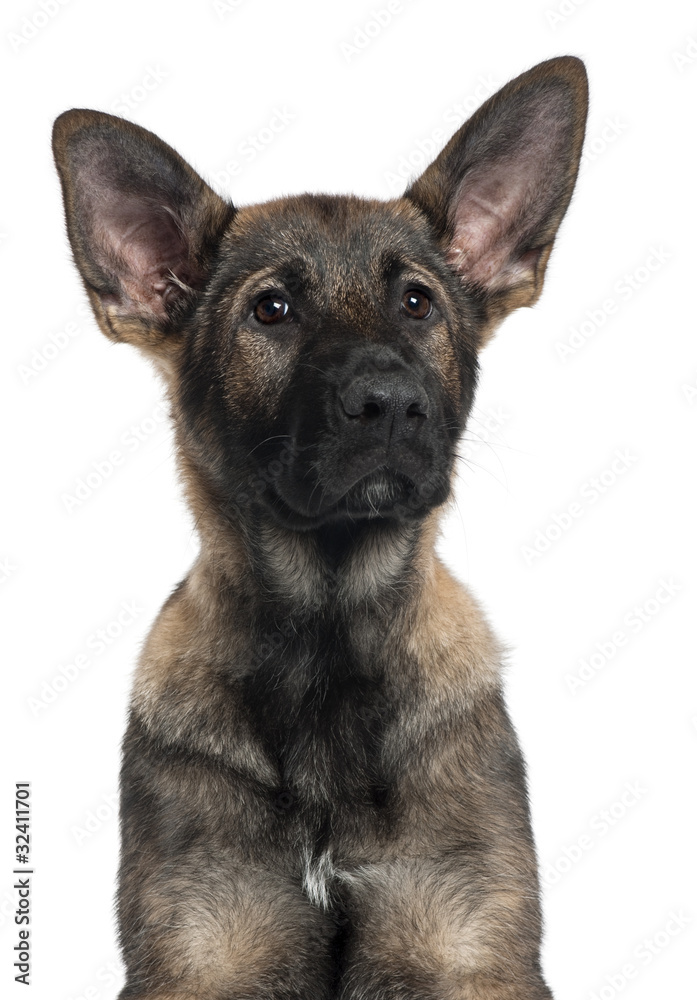 Close-up of German Shepherd puppy, 3 months old