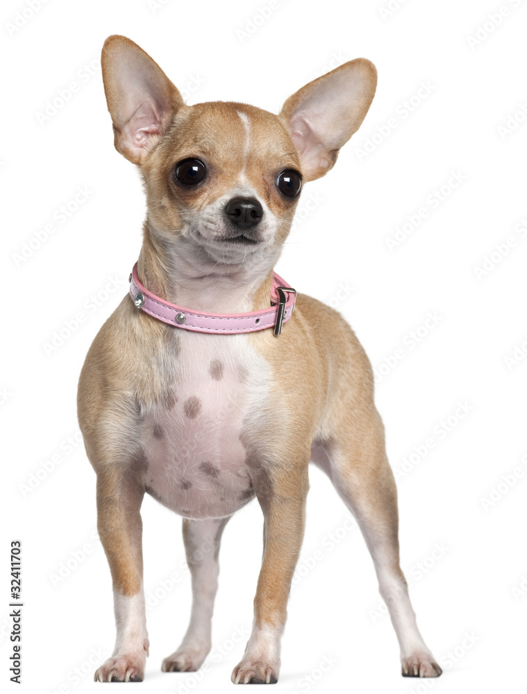 Chihuahua, 1 year old, standing in front