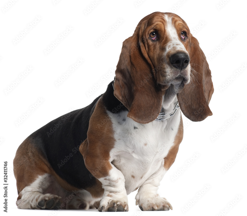 Basset Hound, 3 years old, sitting in front of white background