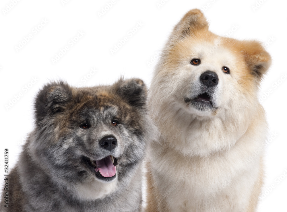 Close-up of Akita Inu, 7 years old and 4 years old