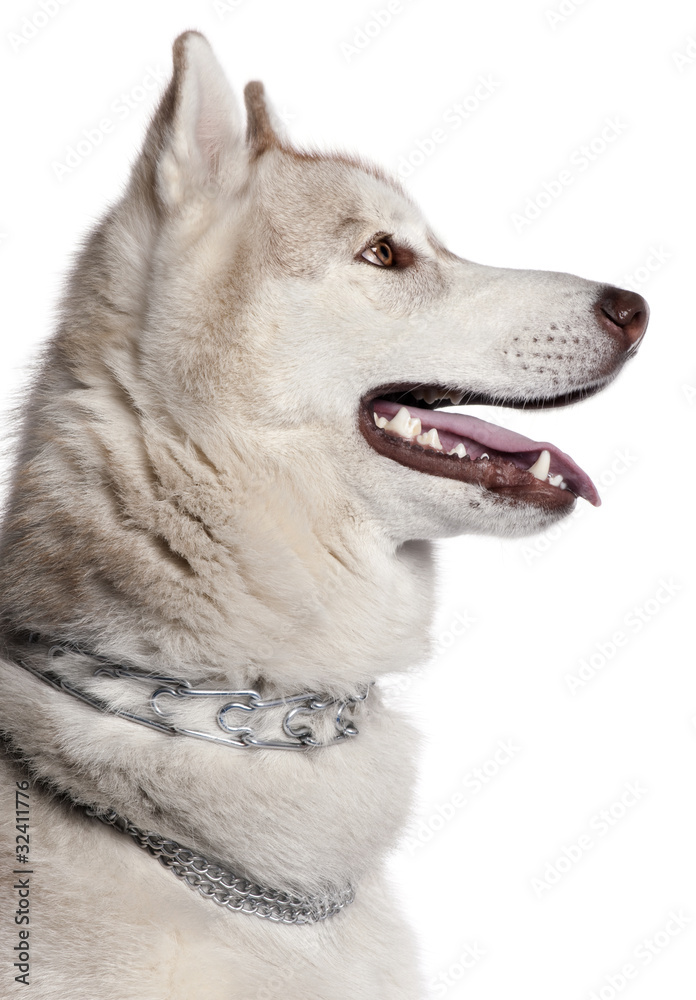 Close-up of Siberian Husky, 1 year old