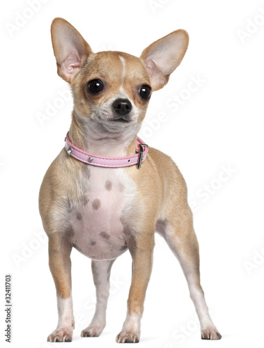 Chihuahua, 1 year old, standing in front