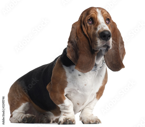 Basset Hound, 3 years old, sitting in front of white background