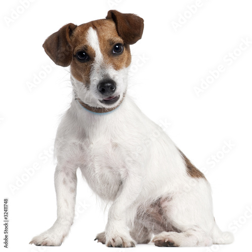 jack russel, 5 years old © Eric Isselée