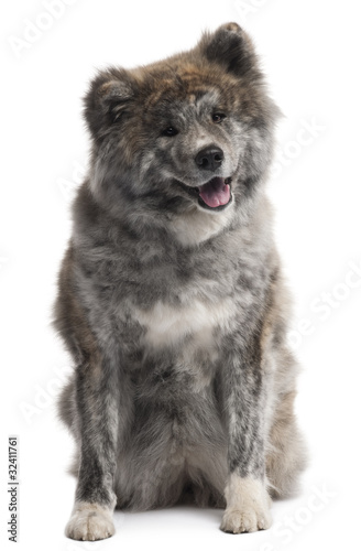 Akita Inu, 7 years old, sitting in front of white background © Eric Isselée