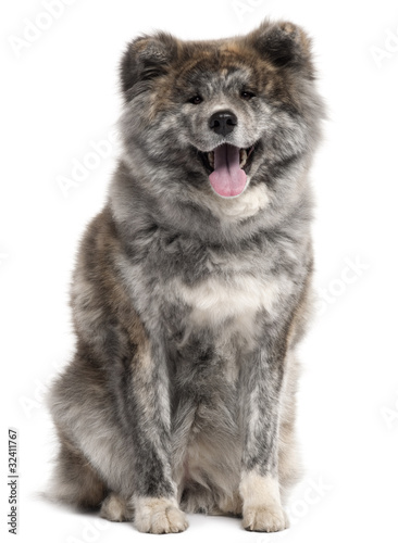 Akita Inu, 7 years old, sitting in front of white background