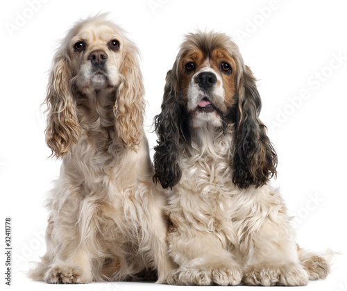 Two American Cocker Spaniels, 1 and 2 years old