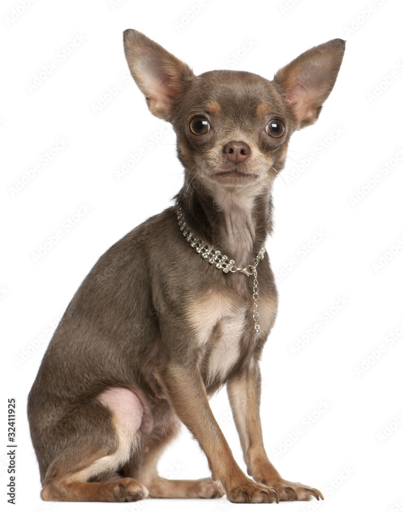 Chihuahua, 1 year old, wearing diamond collar Chihuahua, 1 year old, wearing diamond collar