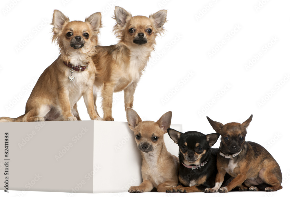 Five Chihuahuas, 1 year old, in front of white background
