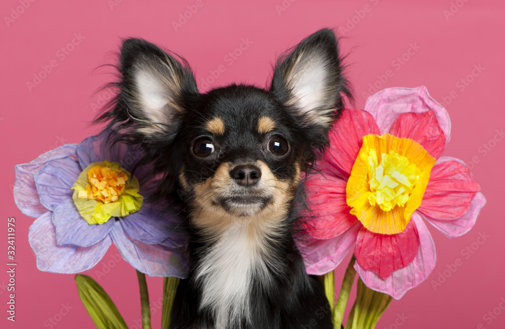 Close-up of Chihuahua puppy with flowers, 6 months old