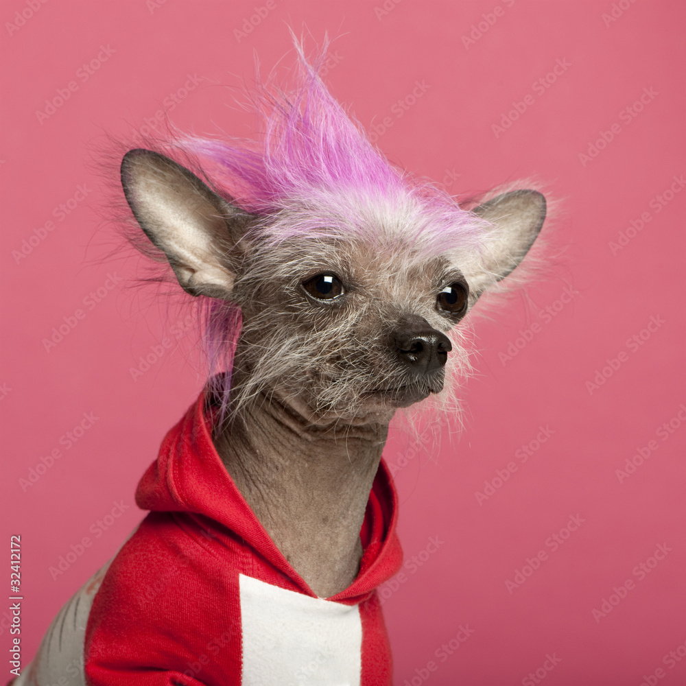 Mohawk chinese sale crested